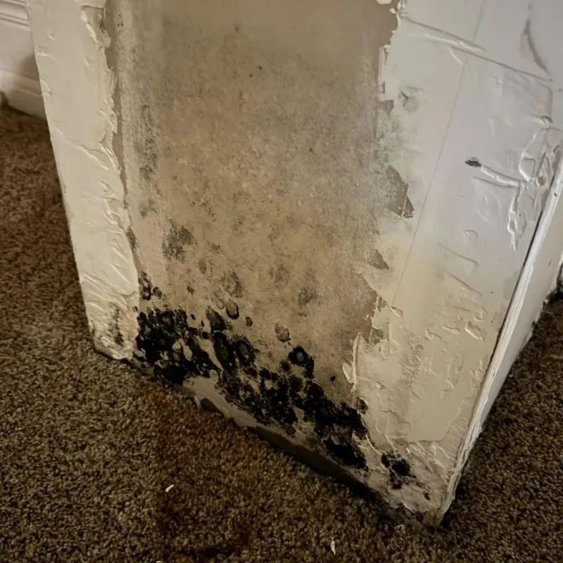 Professional Mold Removal in Nacogdoches, TX